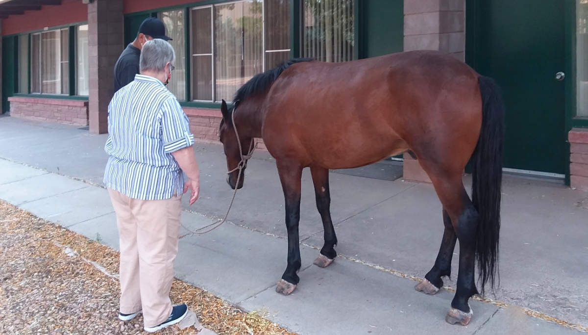 Horse wandered in to Zuni School