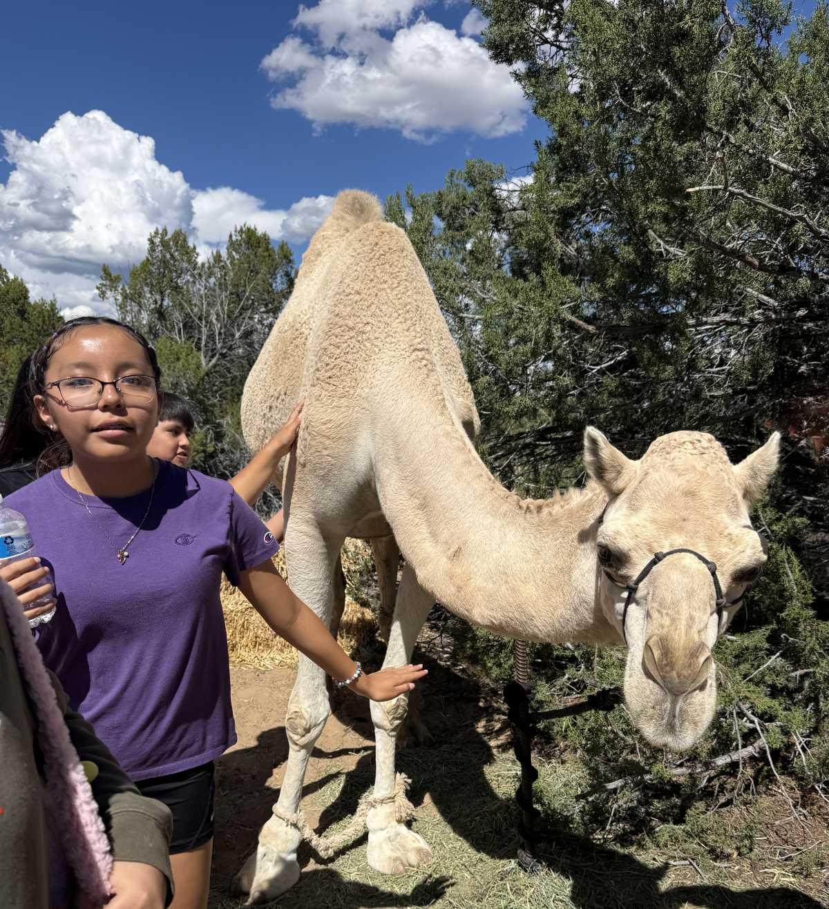Camel Day - Zuni